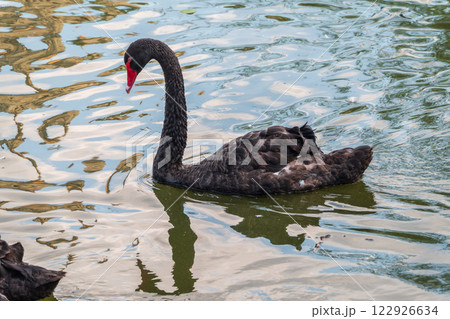 A graceful black swan with a red beak is swimming on a lake with dark green water. Cygnus atratus 122926634