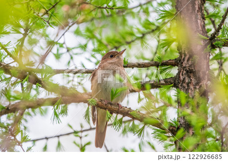 Thrush Nightingale, Luscinia luscinia. A bird sits on a tree branch and sings Thrush Nightingale, Luscinia luscinia. A bird sits on a tree branch and sings 122926685