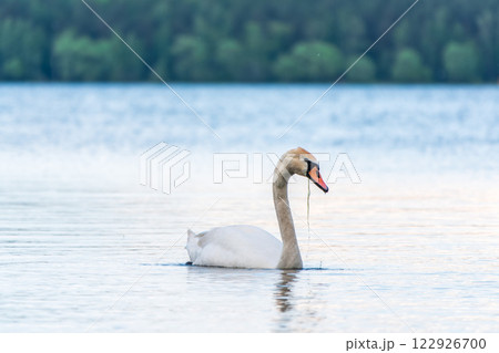 Graceful white Swan swimming in the lake, swans in the wild. Portrait of a white swan swimming on a lake. Graceful white Swan swimming in the lake, swans in the wild. Portrait of a white swan swimming on a lake. 122926700