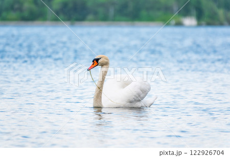 Graceful white Swan swimming in the lake, swans in the wild. Portrait of a white swan swimming on a lake. Graceful white Swan swimming in the lake, swans in the wild. Portrait of a white swan swimming on a lake. 122926704