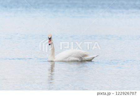 Graceful white Swan swimming in the lake, swans in the wild. Portrait of a white swan swimming on a lake. Graceful white Swan swimming in the lake, swans in the wild. Portrait of a white swan swimming on a lake. 122926707