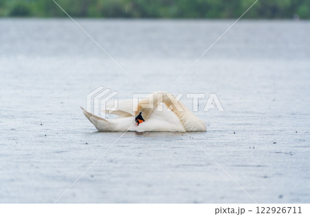 Graceful white Swan swimming in the lake, swans in the wild. Portrait of a white swan swimming on a lake. Graceful white Swan swimming in the lake, swans in the wild. Portrait of a white swan swimming on a lake. 122926711