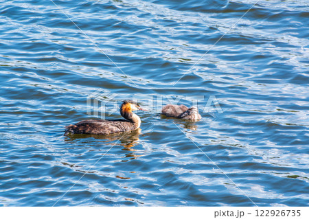 The waterfowl bird, great crested grebe with chick, swimming in the lake. The waterfowl bird, great crested grebe with chick, swimming in the lake. 122926735