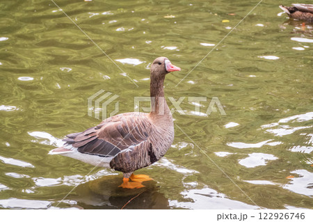 Greater White-fronted Goose (Anser albifrons) standing on the green shore of the pond. 122926746
