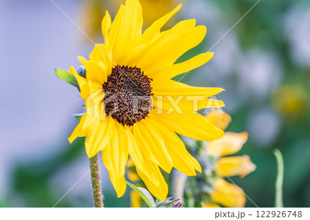 Close-up on the head of sunflower blooming, textures of stamens 122926748