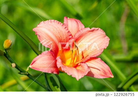 Close up of a single orange day lily, Hemerocallis fulva, in full bloom. Close up of a single orange day lily, Hemerocallis fulva, in full bloom. 122926755