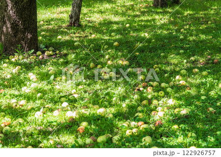 Fallen apples scattered on the ground amidst decaying leaves, showcasing the remnants of the harvest season Fallen apples scattered on the ground amidst decaying leaves, showcasing the remnants of the harvest season 122926757