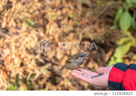 Sparrow eats seeds from a man's hand Sparrow eats seeds from a man's hand 122926823