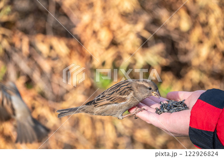 Sparrow eats seeds from a man's hand Sparrow eats seeds from a man's hand 122926824