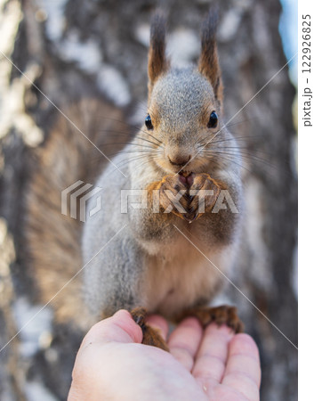 A squirrel in the autumn eats nuts from a human hand. Eurasian red squirrel, Sciurus vulgaris A squirrel in the autumn eats nuts from a human hand. Eurasian red squirrel, Sciurus vulgaris 122926825