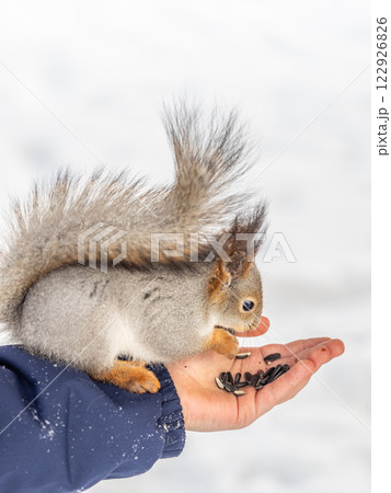 Squirrel eats nuts from a man's hand. Caring for animals in winter or autumn. Squirrel eats nuts from a man's hand. Caring for animals in winter or autumn. 122926826