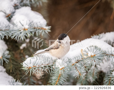 Cute bird the willow tit, song bird sitting on the fir branch with snow in winter 122926836