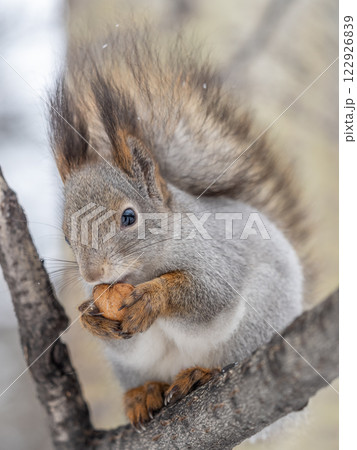 The squirrel with nut sits on tree in the winter or late autumn 122926839