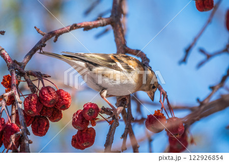 Brambling (Fringilla montifringilla) feeds on apples in winter. 122926854