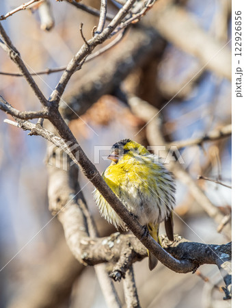 Eurasian siskin male, latin name spinus spinus, sitting on branch of tree. Cute little yellow songbird. Eurasian siskin male, latin name spinus spinus, sitting on branch of tree. Cute little yellow songbird. 122926856