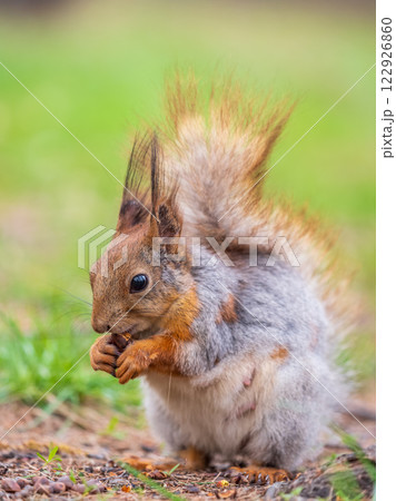Squirrel eats a nut while sitting in green grass. Eurasian red squirrel, Sciurus vulgaris Squirrel eats a nut while sitting in green grass. Eurasian red squirrel, Sciurus vulgaris 122926860