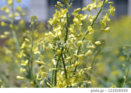 春の菜園のキャベツの花 春の菜園のキャベツの花 122926930