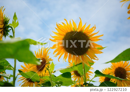 太陽に向かって咲くひまわりの花 122927210