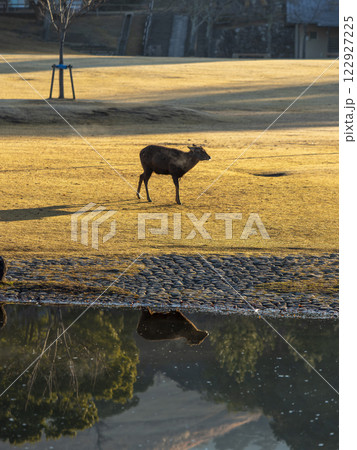 奈良公園春日野園地の鹿と池の風景 122927225