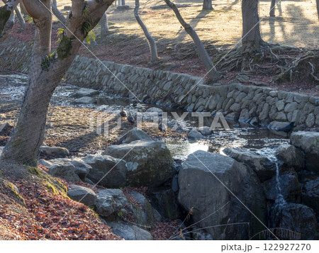 奈良公園の吉城川を歩く鴨の群れ 奈良公園の吉城川を歩く鴨の群れ 122927270