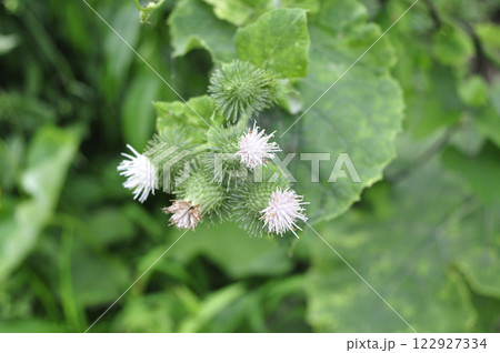 ゴボウの花 122927334