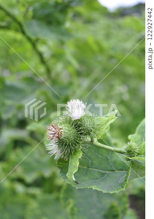 ゴボウの花 122927442