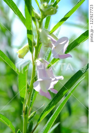夏の畑に咲くゴマの花 122927723