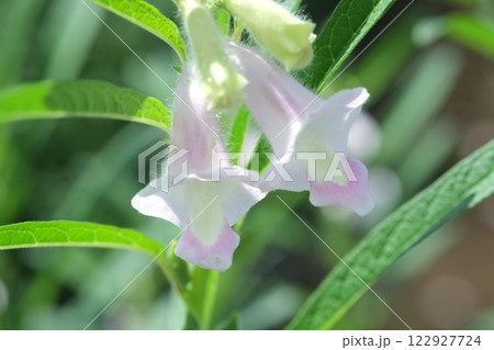 夏の畑に咲くゴマの花 122927724