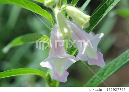 夏の畑に咲くゴマの花 122927725