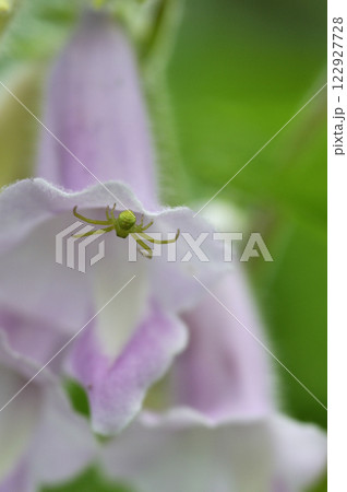 夏の畑に咲くゴマの花 122927728