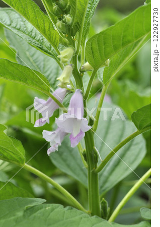 夏の畑に咲くゴマの花 夏の畑に咲くゴマの花 122927730