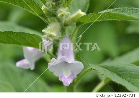 夏の畑に咲くゴマの花 122927731