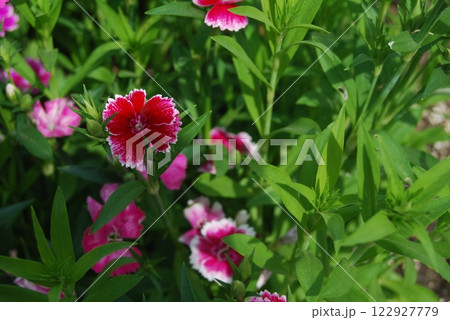赤色の撫子の花 122927779