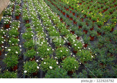 Argyranthemum percussion seedlings growing in pots in greenhouse Argyranthemum percussion seedlings growing in pots in greenhouse 122928792