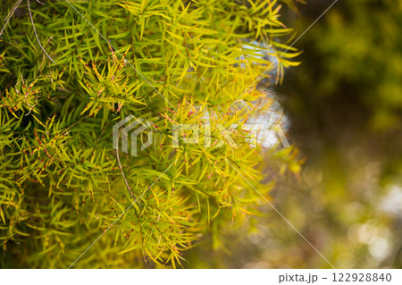 Close-up of Melaleuca linariifolia plant 122928840