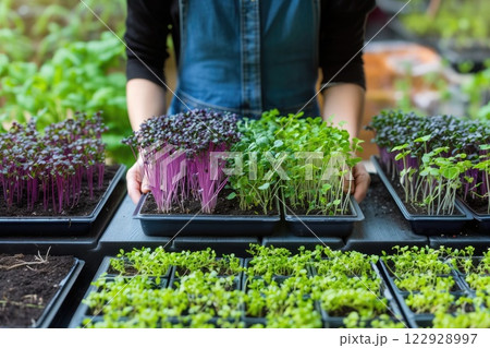 Ai generated Female hands taking care of small microgreens plant. Greenhouse seedlings 122928997