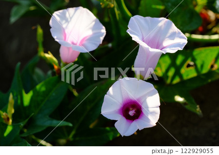 サツマイモの花 薩摩芋の花 さつまいもの花 サツマイモの花 薩摩芋の花 さつまいもの花 122929055