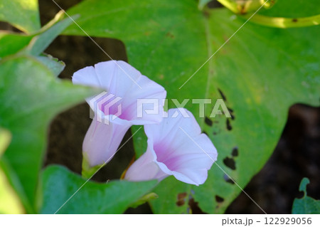 サツマイモの花 薩摩芋の花 さつまいもの花 サツマイモの花 薩摩芋の花 さつまいもの花 122929056