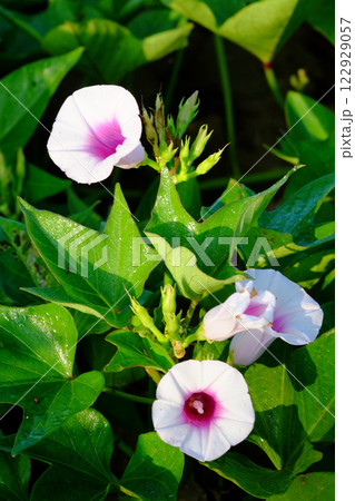 サツマイモの花 薩摩芋の花 さつまいもの花 サツマイモの花 薩摩芋の花 さつまいもの花 122929057