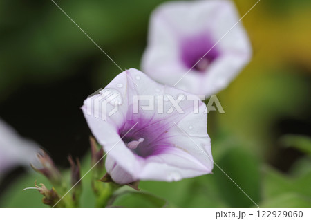 サツマイモの花　薩摩芋の花　さつまいもの花 122929060