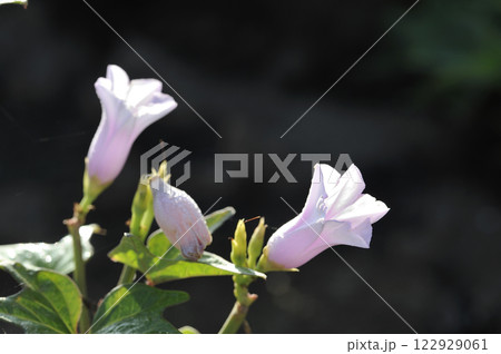 サツマイモの花　薩摩芋の花　さつまいもの花 122929061