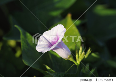 サツマイモの花　薩摩芋の花　さつまいもの花 122929064