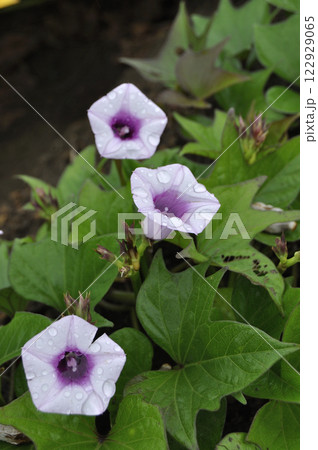 サツマイモの花　薩摩芋の花　さつまいもの花 122929065