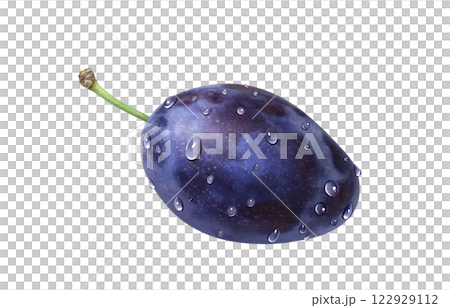 プルーンのイラスト リアル 白バック 122929112