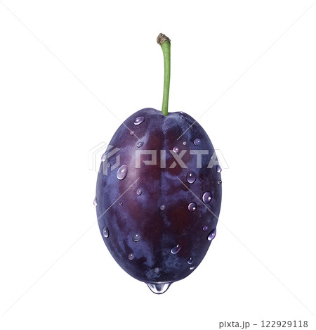 プルーンのイラスト リアル 白バック プルーンのイラスト リアル 白バック 122929118