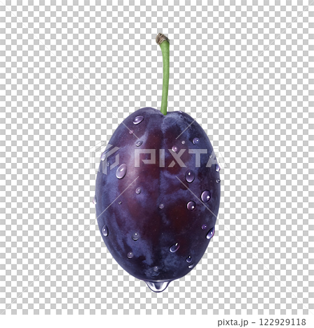 プルーンのイラスト リアル 白バック プルーンのイラスト リアル 白バック 122929118