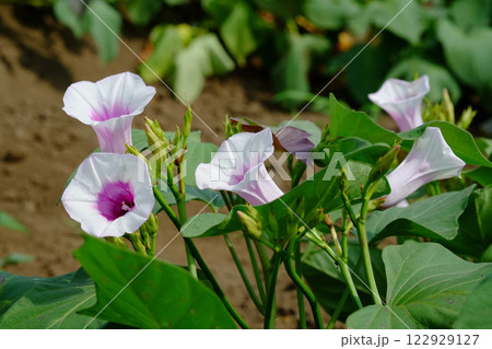 サツマイモの花 薩摩芋の花 さつまいもの花 サツマイモの花 薩摩芋の花 さつまいもの花 122929127