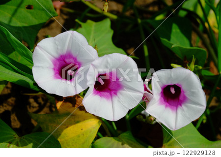 サツマイモの花 薩摩芋の花 さつまいもの花 サツマイモの花 薩摩芋の花 さつまいもの花 122929128
