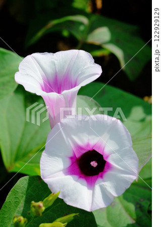サツマイモの花 薩摩芋の花 さつまいもの花 サツマイモの花 薩摩芋の花 さつまいもの花 122929129