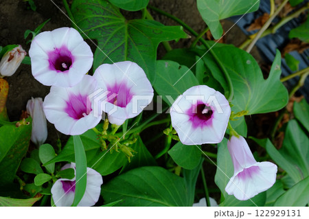 サツマイモの花　薩摩芋の花　さつまいもの花 122929131